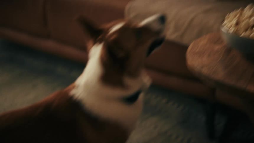 Dog looks at a bowl of popcorn on a wooden table in the living room