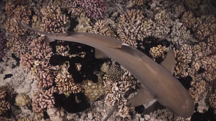 A group of sharks swimming in a coral reef