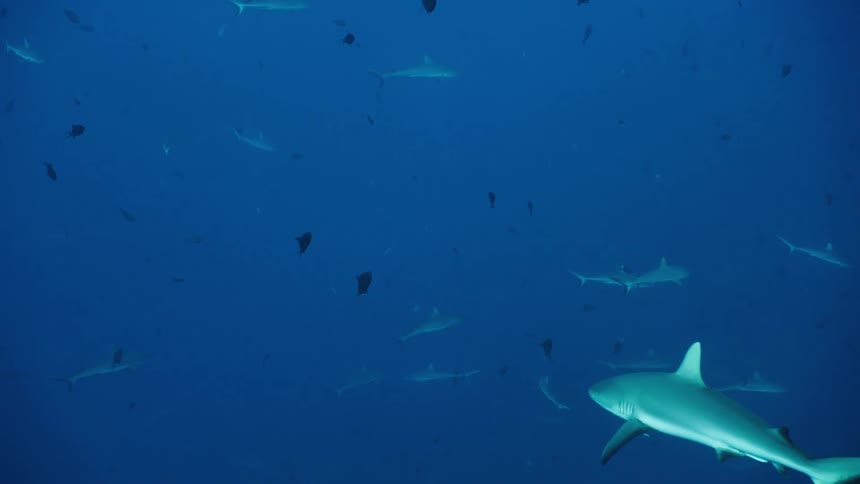 Multiple sharks slowly drift through ocean water deep below the surface