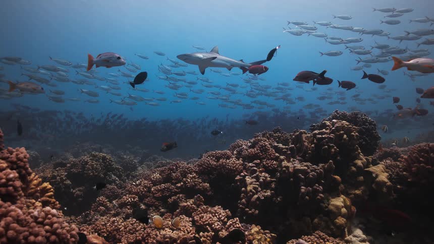 A grey shark swims through clear blue water above a textured coral reef with a large school of small fish scattered in the background