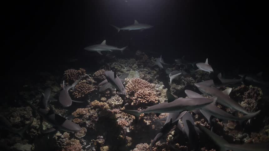 Sharks swim over a coral reef on the seabed