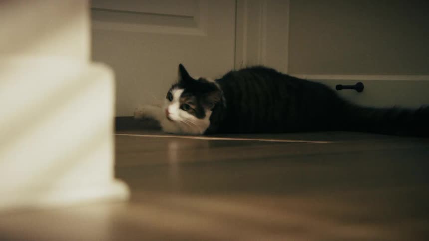 A black and white cat with long fur lies on a wooden floor in a dimly lit room and rolls onto its back while sunlight creates bright patterns across the ground