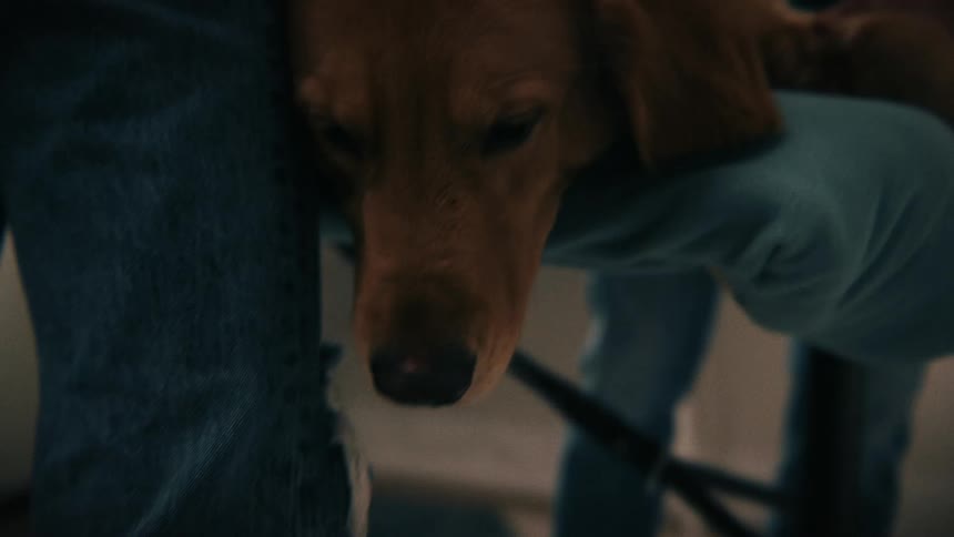 Person holds a dogs paw while it leans against a leg