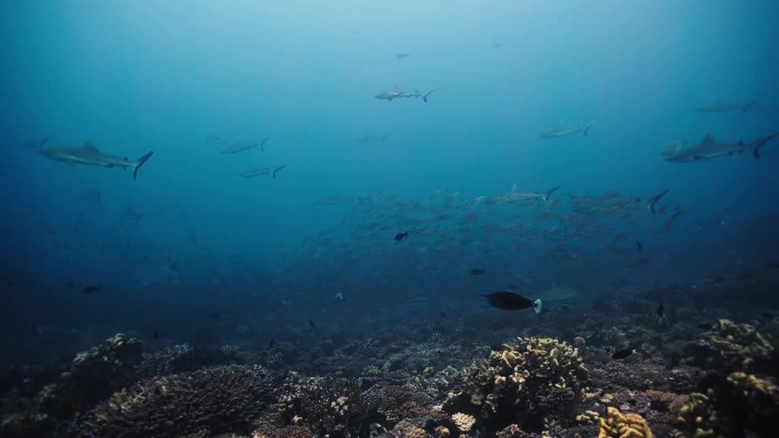 School of sharks swimming over the seabed with smaller fish