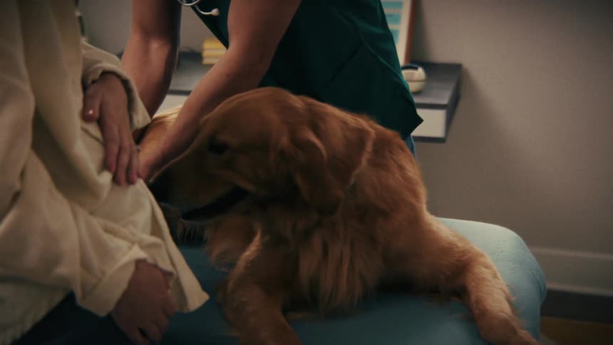 Golden retriever on veterinary exam table held by two people