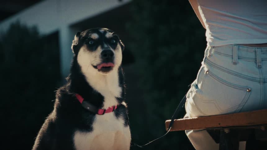 Black and white dog with blue eyes sitting beside person on wooden bench