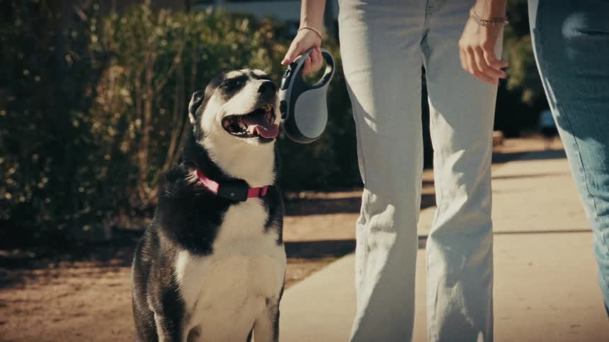 Dog with red collar walked by two people on treelined path