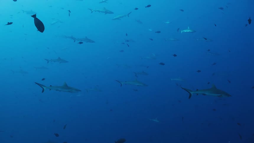 A view of a large school of sharks as they swim through deep blue water