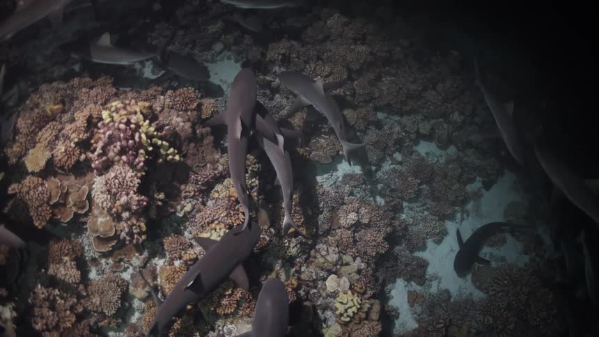 Several sharks swim over coral reefs in deep water