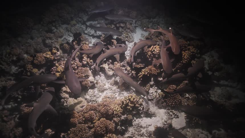 Reef sharks swimming above corals