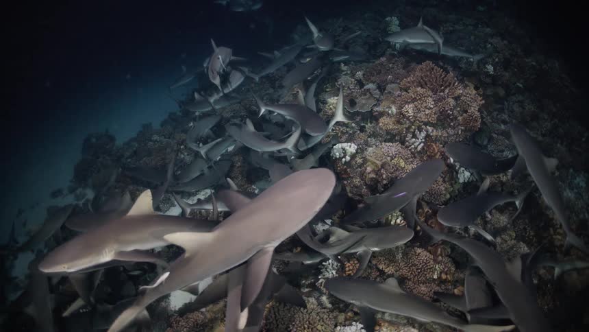 Numerous sharks swim over coral reefs in deep water