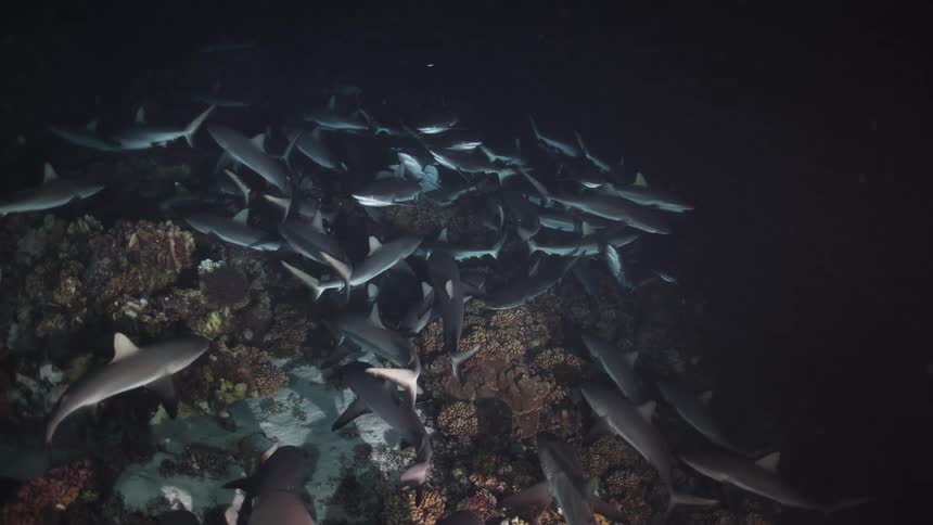 A large pack of sharks swims over a rocky reef in dark water at night