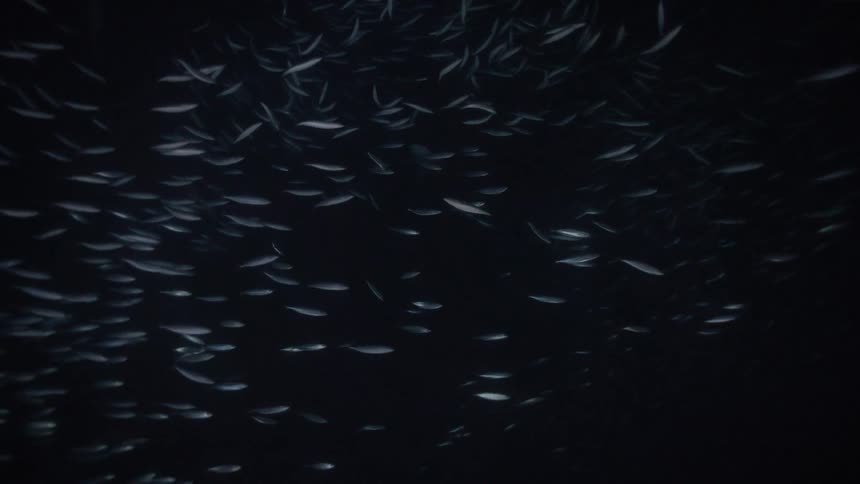 Through the dark deep water several sharks aggressively hunt a massive swirling bait ball of sardines their silver bodies flashing as they dart through the chaotic mass of fish in a rhythmic predatory dance