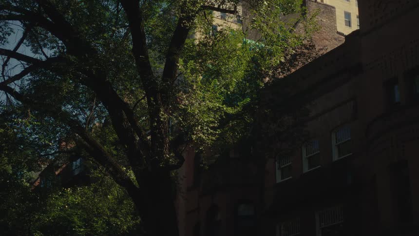 Large tree in urban area with buildings in background