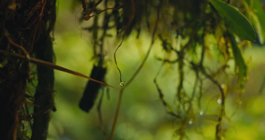 A single water droplet hangs from a delicate vine in nature