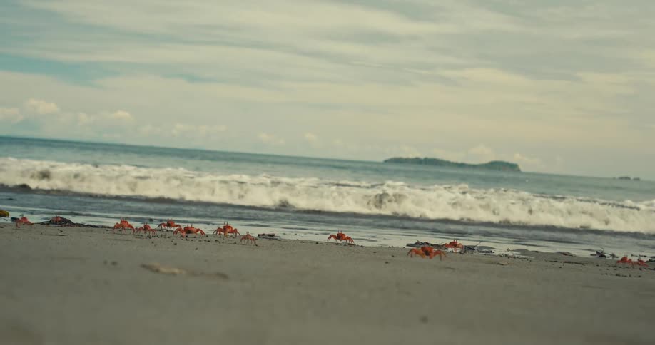 Crabs walk across the sand by the sea with waves in the background