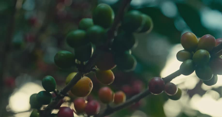 Some berries on a tree
