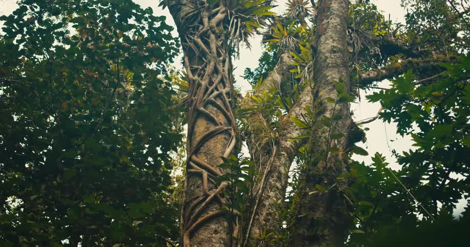 A view looking up through the branches of tall trees shows thick vines wrapped tightly around a trunk in a dense tropical forest