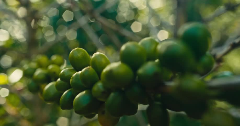 Some fruit growing on a tree