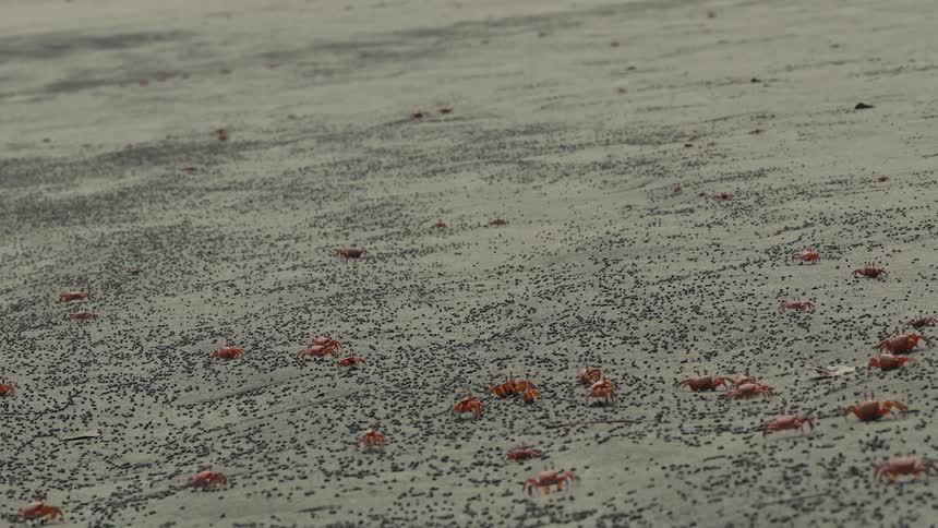 Small orange crabs scuttle across sandy ground filled with tiny pellets
