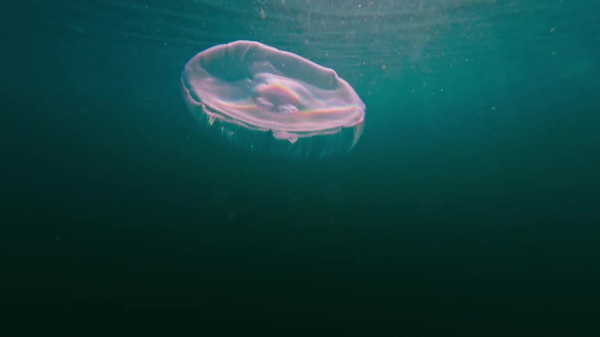 Translucent jellyfish swims beneath the surface in bluegreen water
