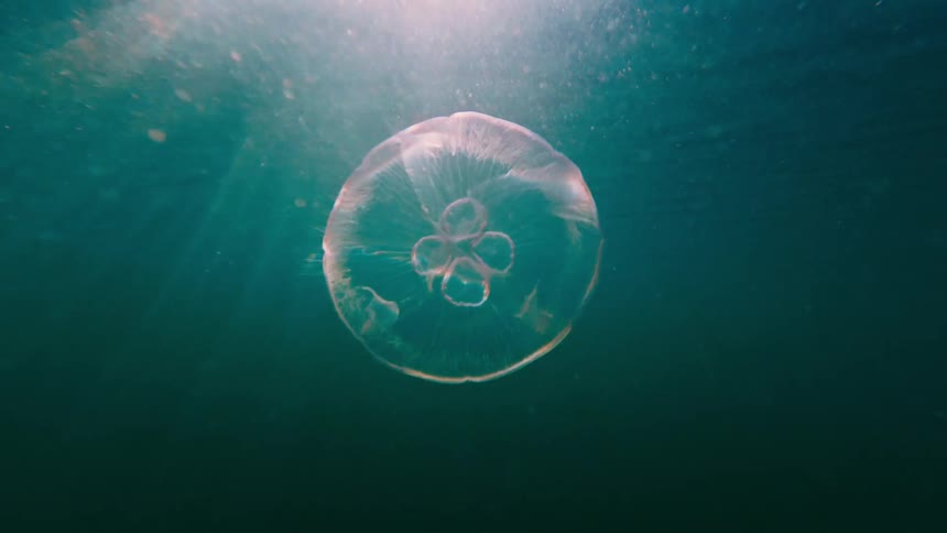 A jelllyfish swimming in the ocean