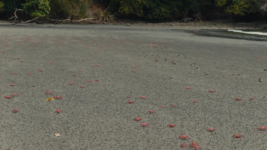 A wide sandy beach is dotted with numerous small red crabs scattered across the grey shoreline in the background a dense line of tropical green trees meets the edge of the sand near a small incoming tide