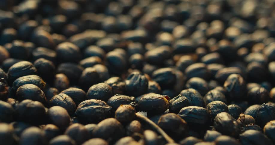 Dark beans scattered under warm golden lighting