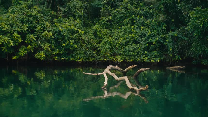 Tree trunk floats in a greenwater lake surrounded by dense vegetation