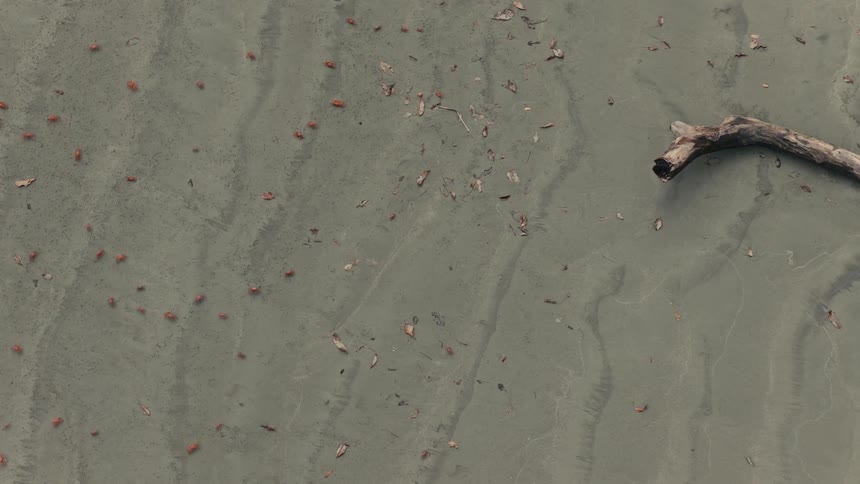 Overhead view of tiny red crabs crawling across wet sandy beach