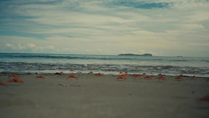Some crabs walking around on a beach