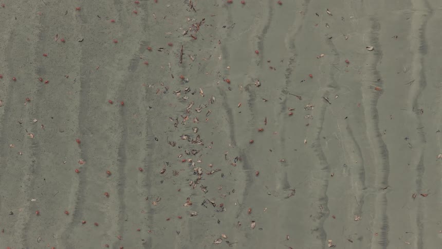 A top view shows many small red crabs crawling over ripples in the wet grey sand of a beach near a piece of driftwood
