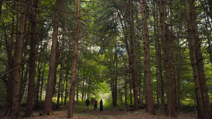 A view from behind shows three people walking together along a path through a forest with tall straight trees on a sunny day
