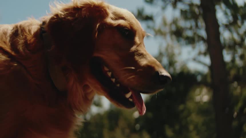 Golden retriever side profile outdoors on sunny day
