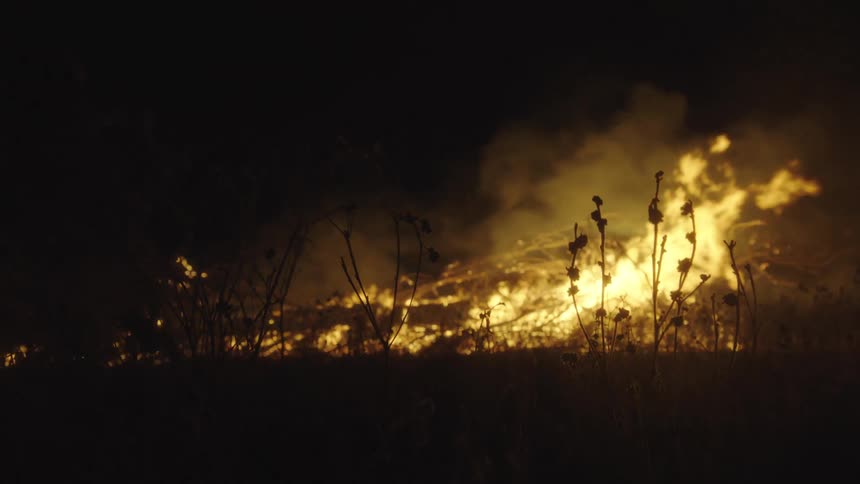 Plants move in the breeze as a forest fire burns trees