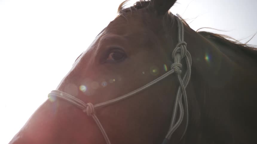A closeup shot captures the head of a chestnut horse wearing a rope halter as it looks around under a bright sunlit sky the sunlight creates a soft lens flare against the horses reddishbrown coat and white facial marking
