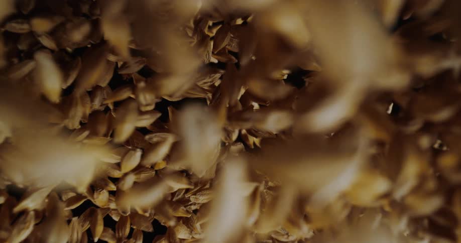 Yellow grains flying upwards