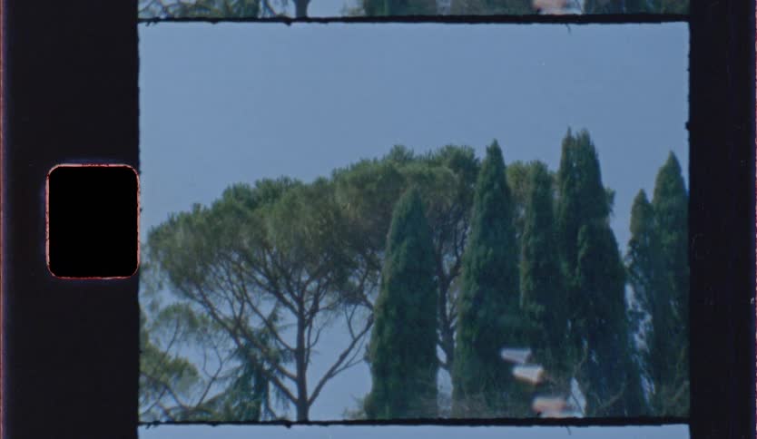 A lowangle shot of tall green trees stretching toward a clear blue sky it features a vintage film aesthetic complete with a sprocket hole border and a grainy texture