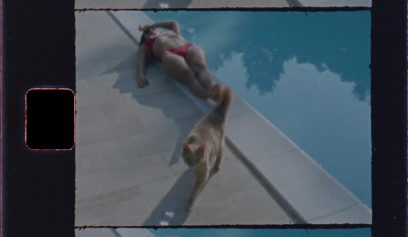 Cat walking beside a woman in a bikini lying by the pool