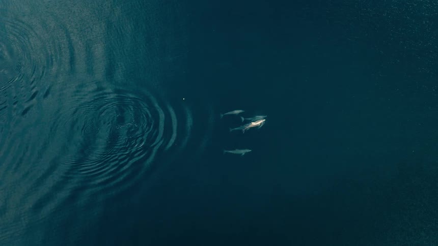 A group of dolphins swims across the ocean near the surface at midday