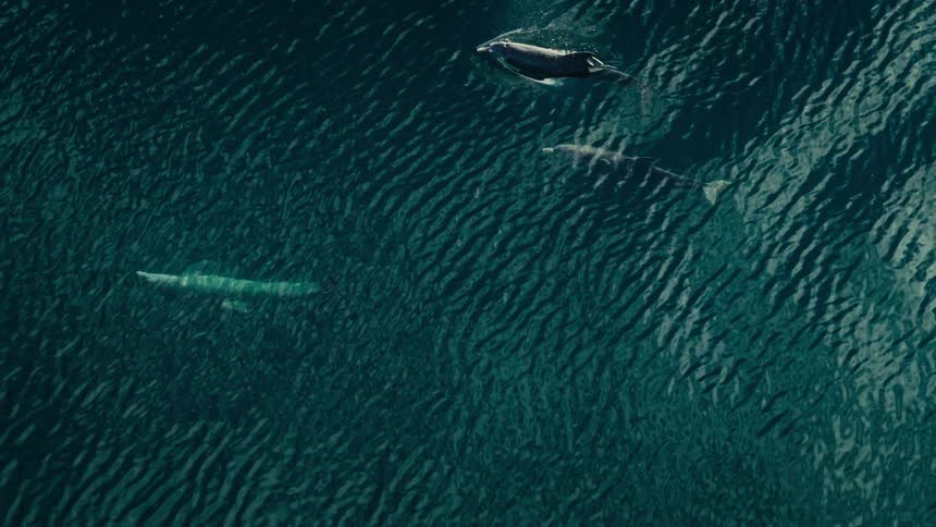 Some dolphins swimming in the ocean