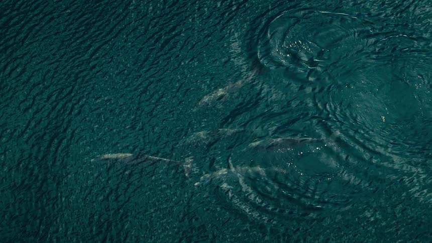 A group of dolphins swims along the surface of the ocean creating ripples behind them