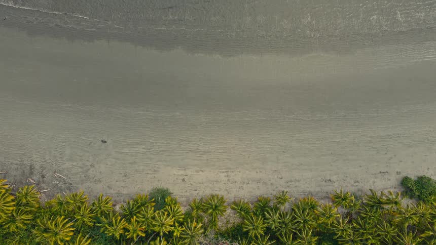 An aerial topdown perspective captures the rhythmic movement of gentle ocean waves washing onto a pristine tropical beach lined with a dense row of vibrant palm trees and lush greenery