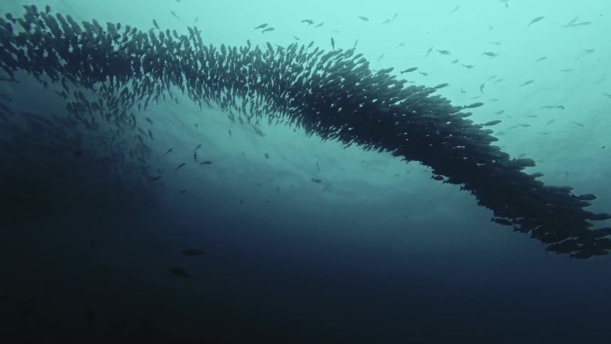 A massive school of fish swims together in a curved shape through deep blue water