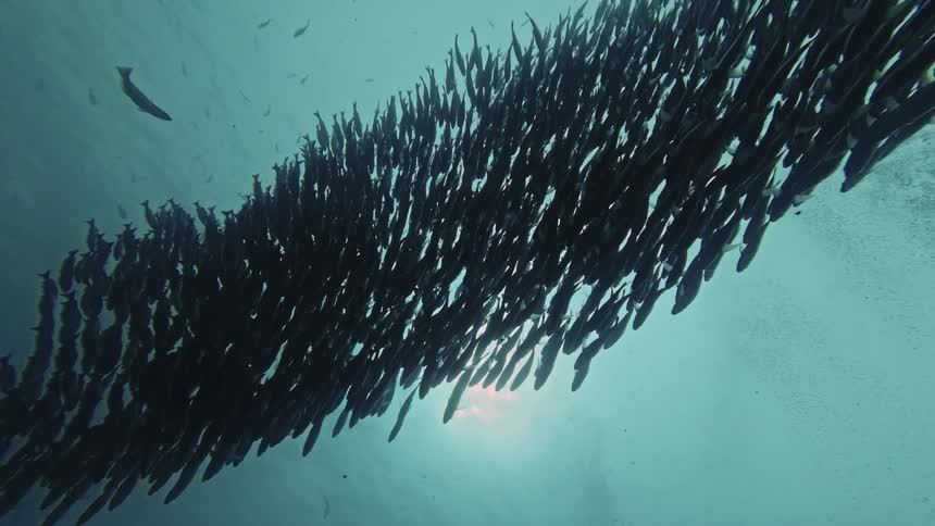 A school of fish swims beneath the ocean surface