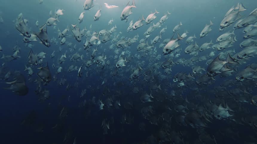 School of silver fish swimming in deep blue waters