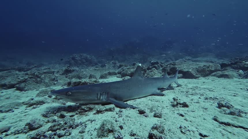 A shark swimming in the bottom of the ocean