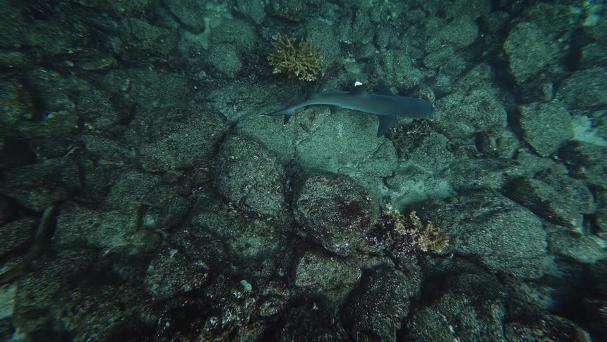 Shark swimming over rocks on the seabed