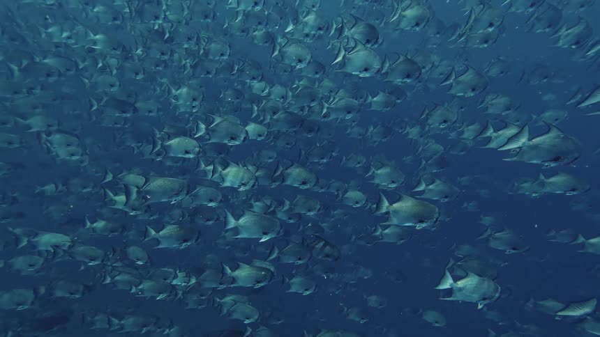 Shoal of fish swimming underwater on the ocean outdoors during day time