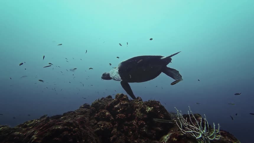 Lone sea turtle and several fish swim through the murky water near a reef